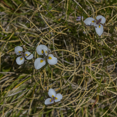 Moraea modesta