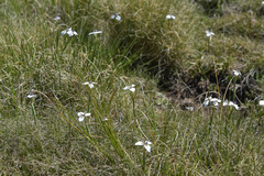 Moraea modesta