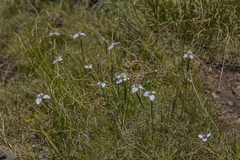 Moraea modesta