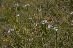 Moraea modesta