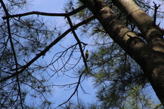 Setophaga pinus pinus