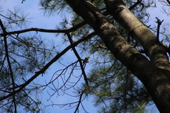 Setophaga pinus pinus