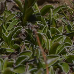 Helichrysum marginatum
