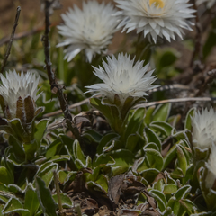 Helichrysum marginatum