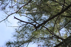 Setophaga pinus pinus