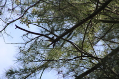 Setophaga pinus pinus
