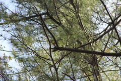 Setophaga pinus pinus