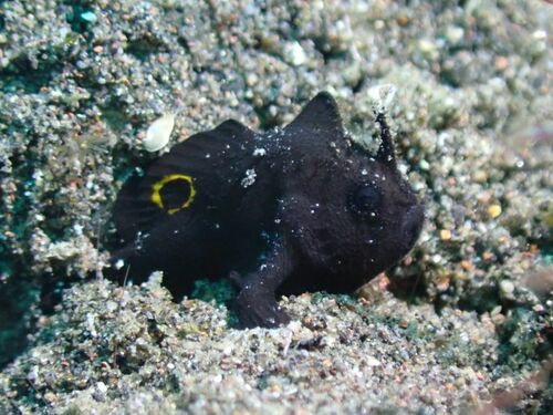 Deepwater frogfish (Nudiantennarius subteres) — Antennariidae — 4