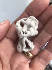 Schizoporella pungens