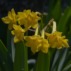 Cyrtanthus flanaganii