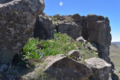 Cyrtanthus flanaganii