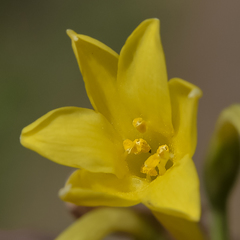 Cyrtanthus flanaganii