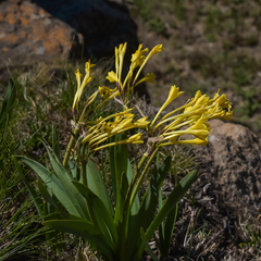 Cyrtanthus flanaganii