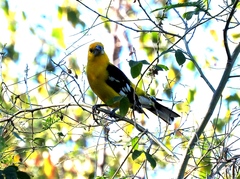 Pheucticus chrysopeplus