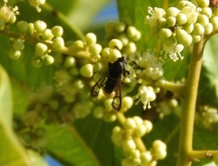 Aegerina