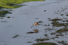 Tringa semipalmata semipalmata