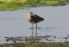 Tringa semipalmata semipalmata
