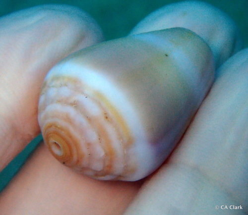 Conus flavidus, 2018-05-25