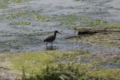 Tringa semipalmata semipalmata