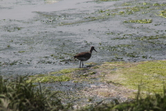Tringa semipalmata semipalmata