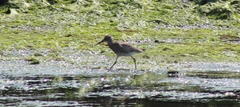 Tringa semipalmata semipalmata