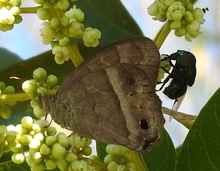 Cissia similis