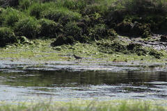 Tringa semipalmata semipalmata