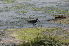 Tringa semipalmata semipalmata