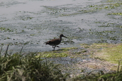 Tringa semipalmata semipalmata
