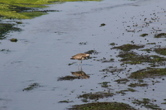 Tringa semipalmata semipalmata