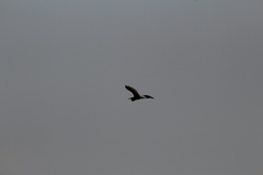 Ardea herodias herodias