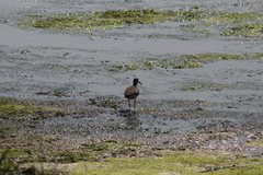 Tringa semipalmata semipalmata