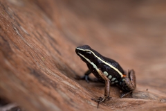 Spot-Legged Poison Frog photo 2