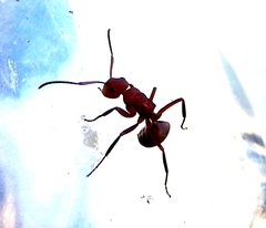 Camponotus rectangularis