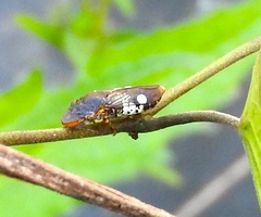 Homalodisca ichthyocephala