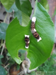 Heraclides thersites