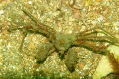 Macropodia rostrata