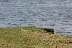 Sterna hirundo hirundo