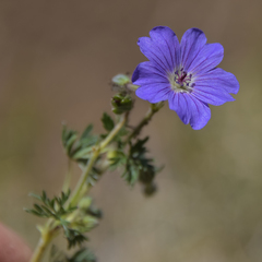 Geranium magniflorum