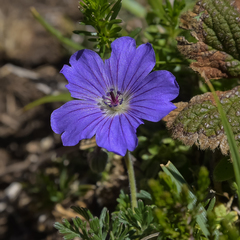 Geranium magniflorum