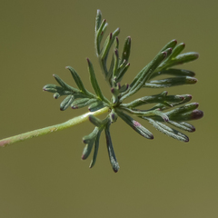 Geranium magniflorum