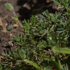 Geranium magniflorum