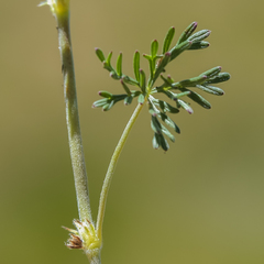Geranium magniflorum
