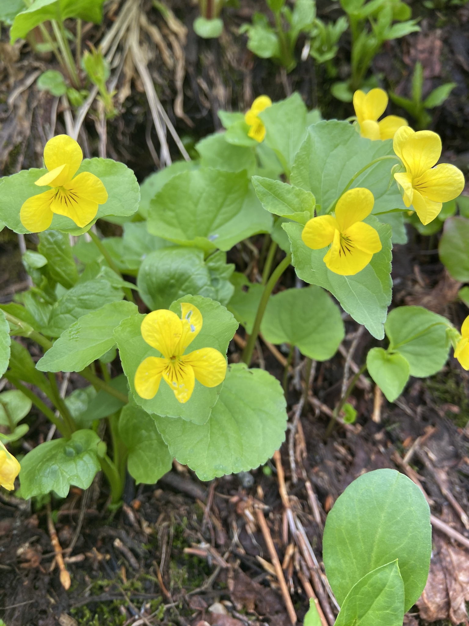 Viola glabella