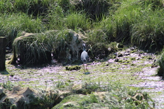 Nyctanassa violacea violacea