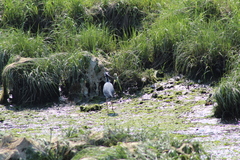 Nyctanassa violacea violacea