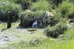 Nyctanassa violacea violacea