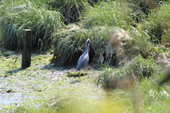 Nyctanassa violacea violacea