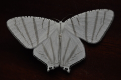 Urapteroides astheniata