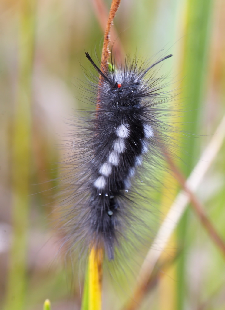 Gynaephora selenitica